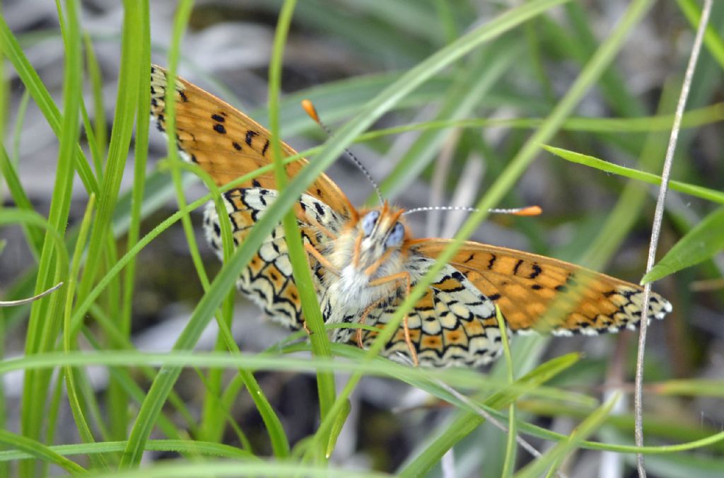 Melitaea cinxia?